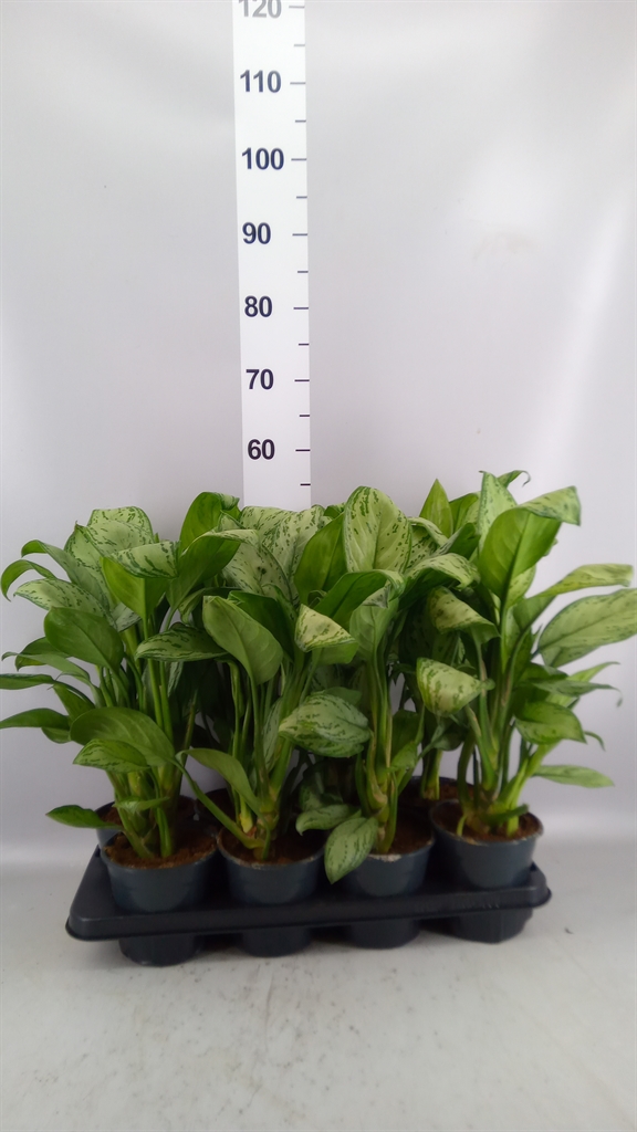Aglaonema Silver Queen Compact 14Ø 45cm