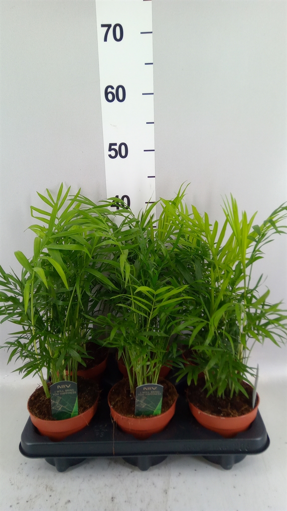 Chamaedorea Elegans 12Ø 40cm