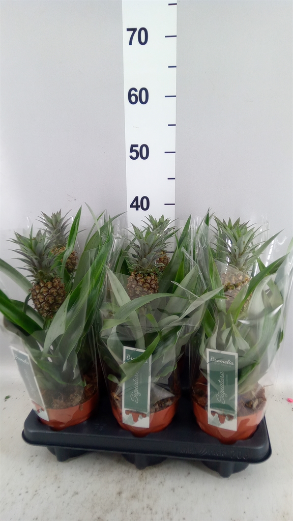 Ananas Rosita 12Ø 35cm