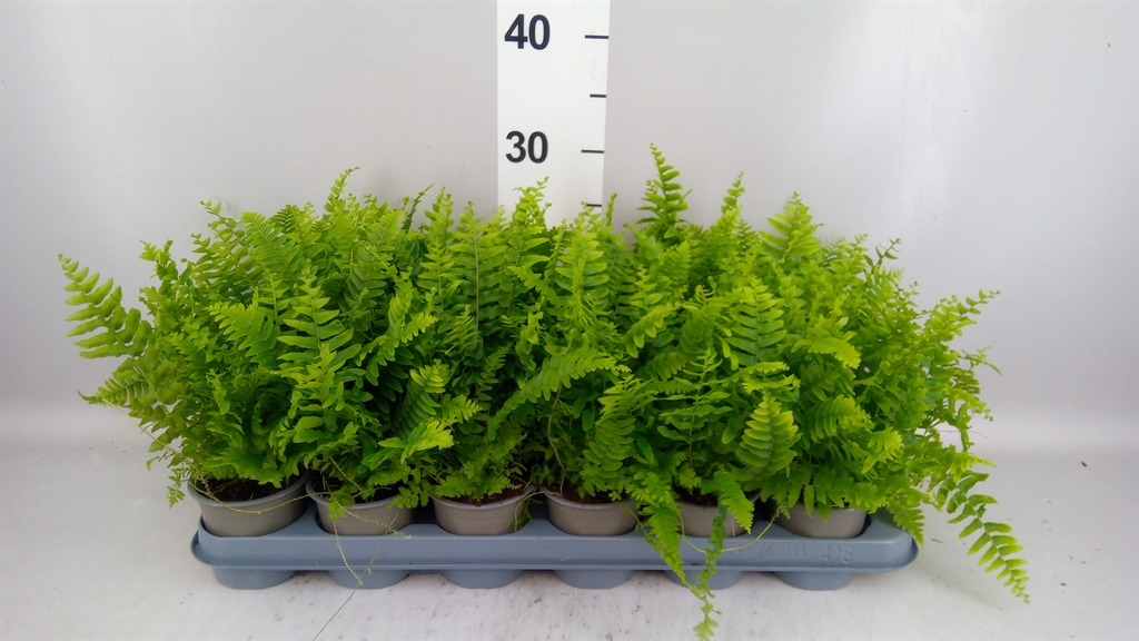 Nephrolepsis Green Delight 9Ø 22cm
