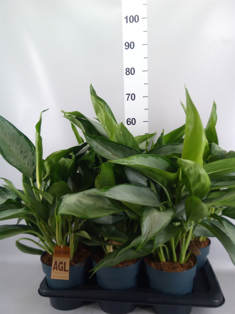 Aglaonema Jubilee 14Ø 40cm