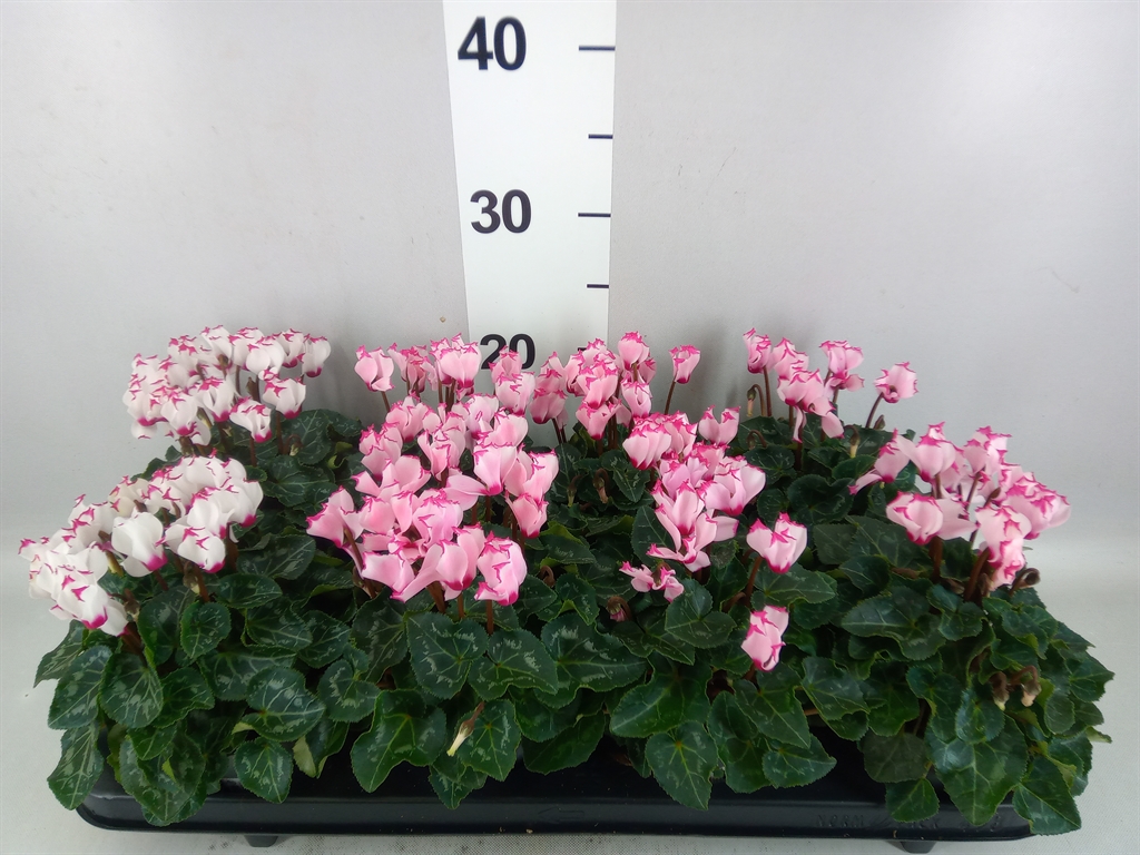 Cyclamen Mini Garden 10Ø 22cm