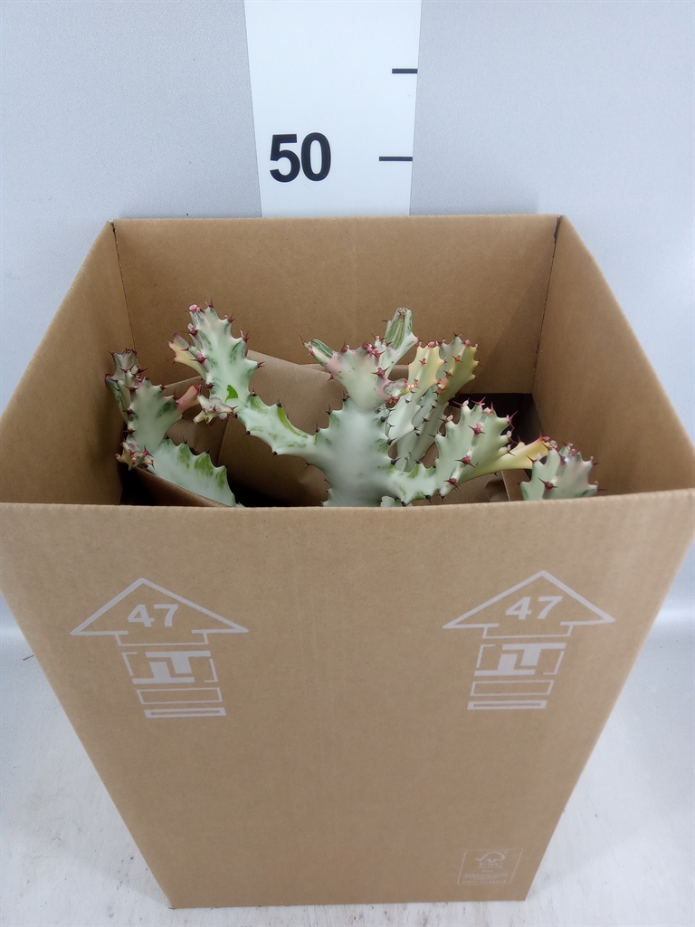 Euphorbia Lactea 21Ø 50cm