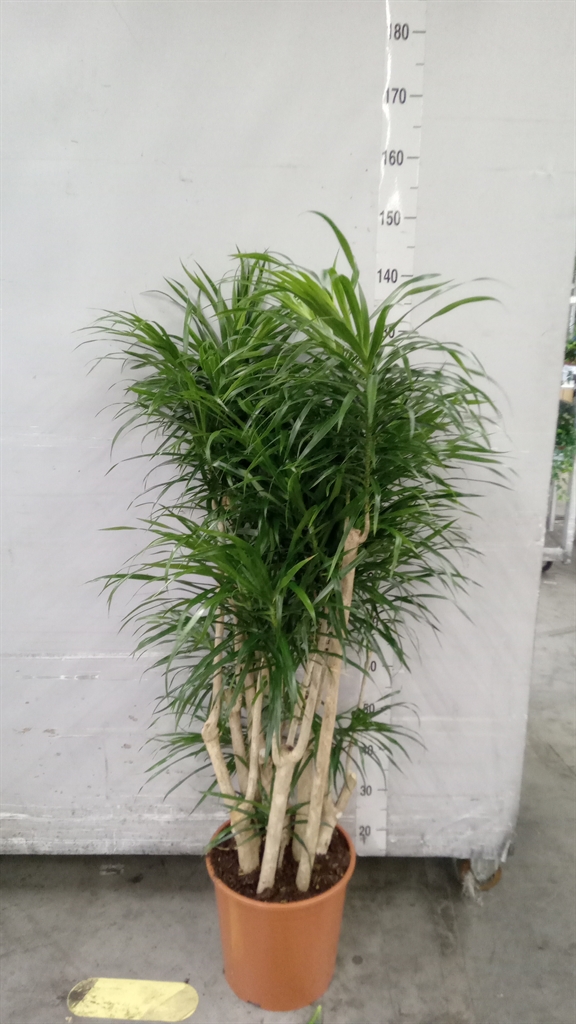 Dracaena Anita 30Ø 150cm