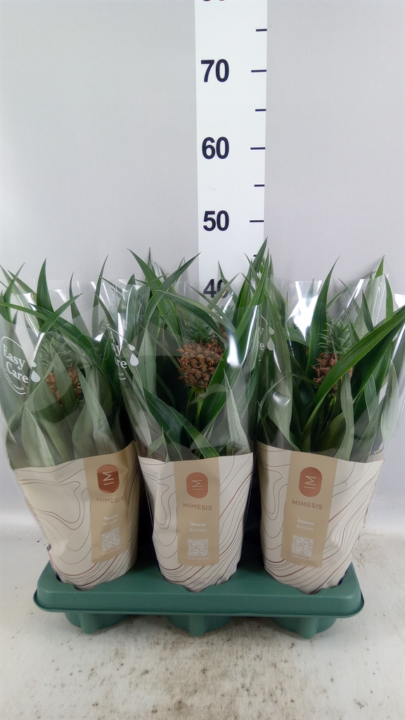Ananas Mi Amigo 12Ø 35cm