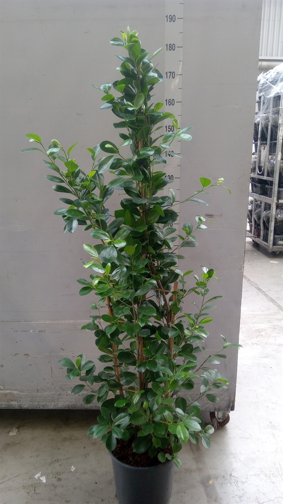 Ficus Microcarpa Moclame 30Ø 170cm