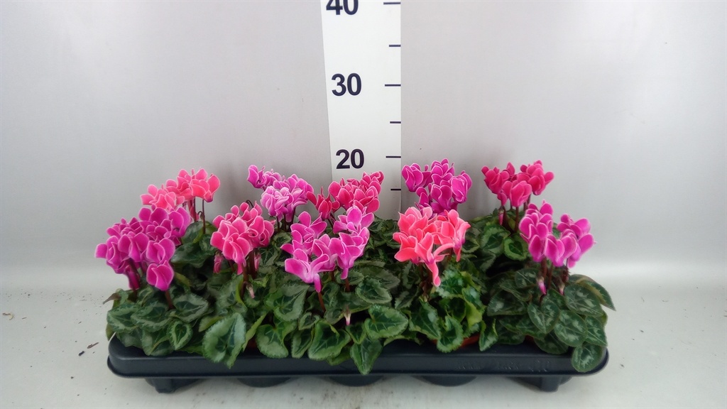 Cyclamen Smartiz 9Ø 18cm