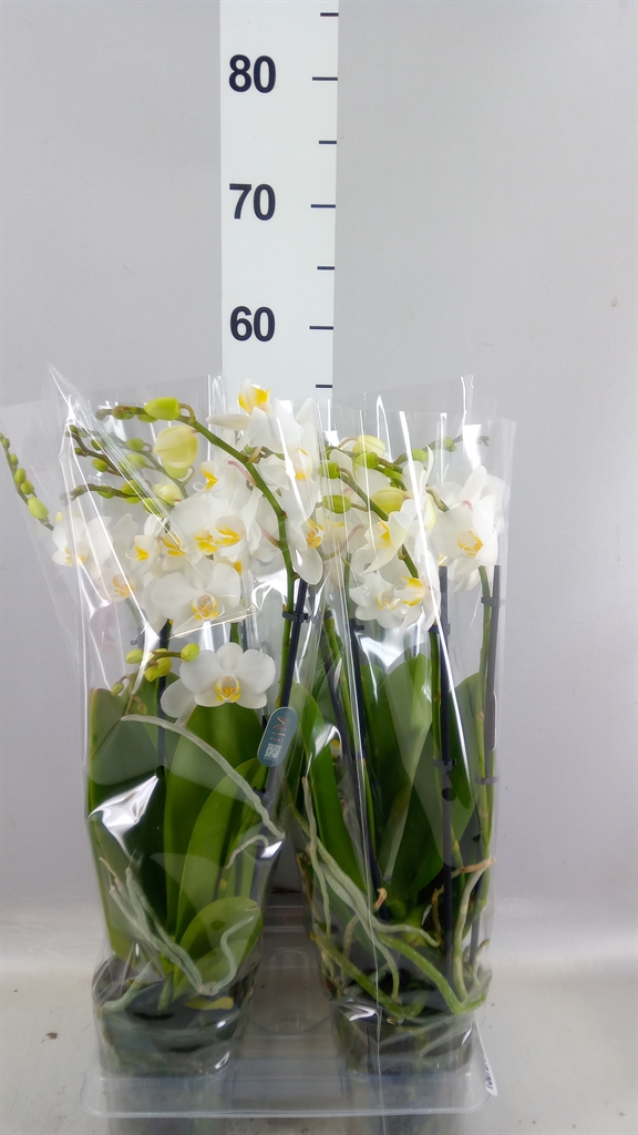 Phalaenopsis Multiflora Snowflake 12Ø 50cm 3st