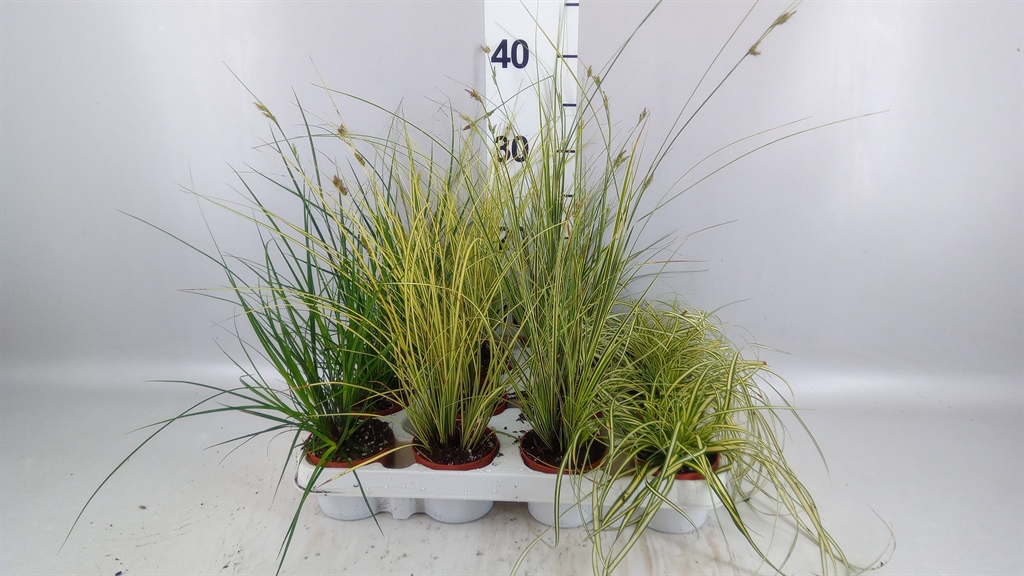 Carex Mix 8Ø 15cm