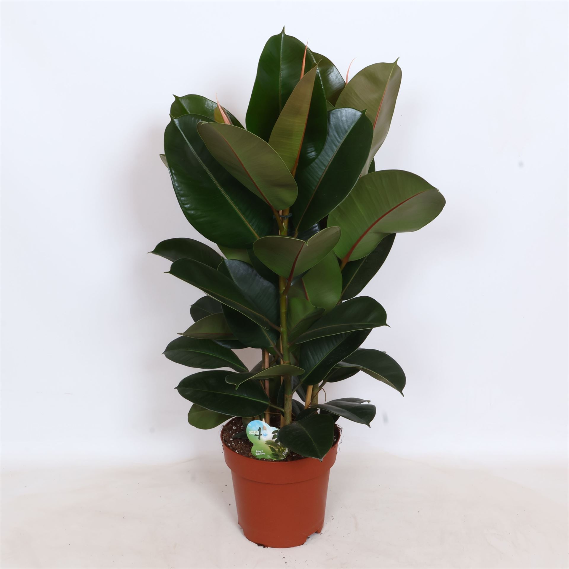 Ficus Robusta 24Ø 85cm