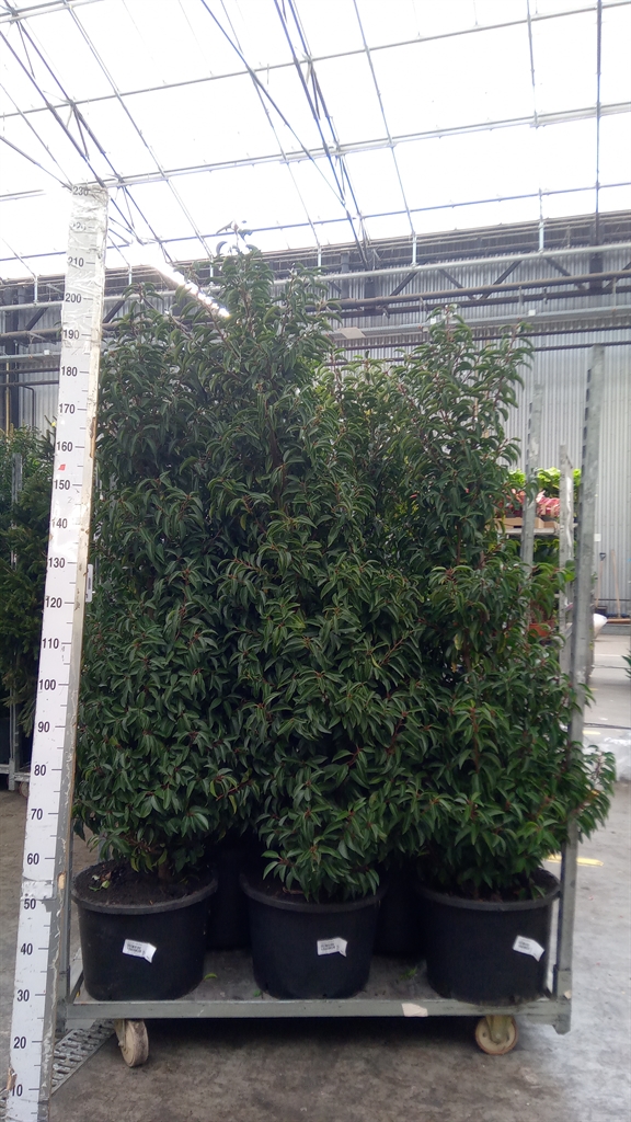 Prun Lu Angustifoli 35Ø 200cm