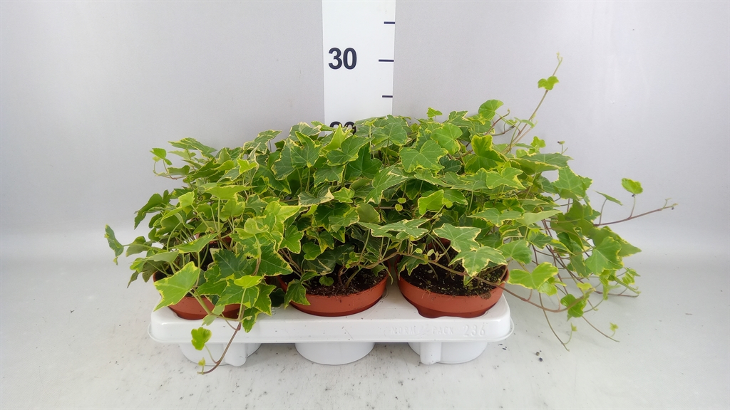 Hedera Helix Goldchild 13Ø 30cm