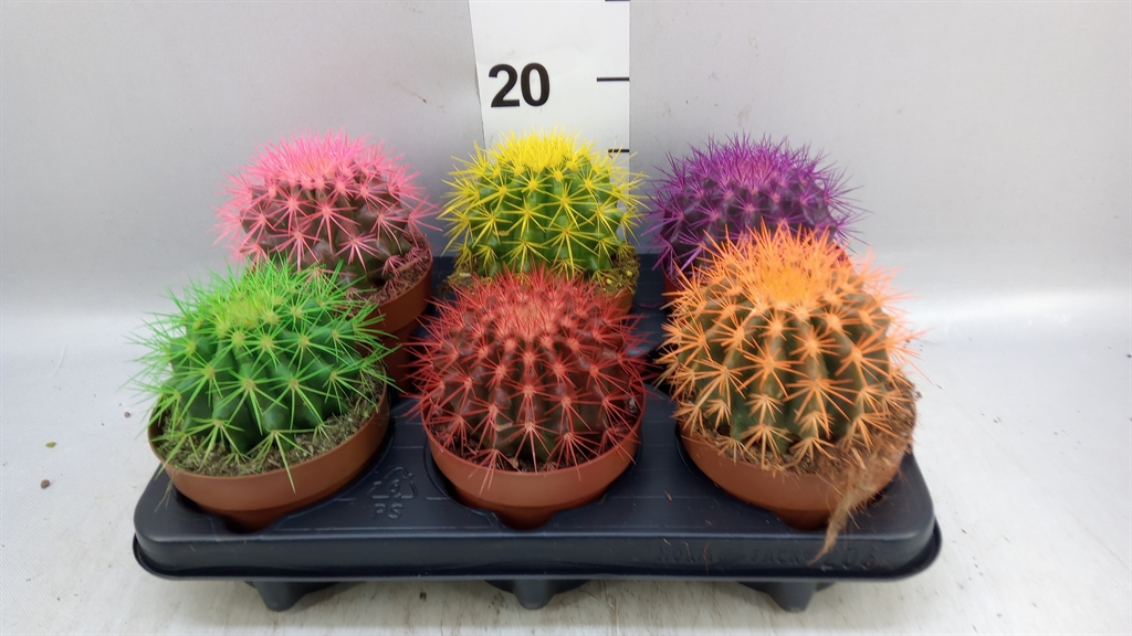 Echinocactus Grusoni 12Ø