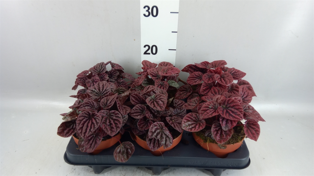 Pep Caperata Overig 12Ø 20cm