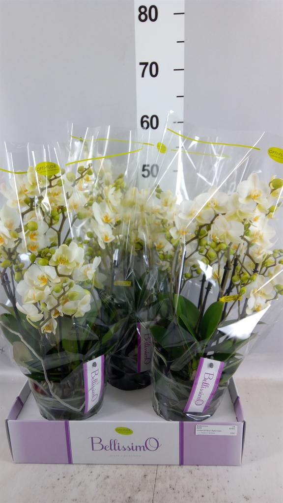 Phal Mf Ov Wit 15Ø 50cm