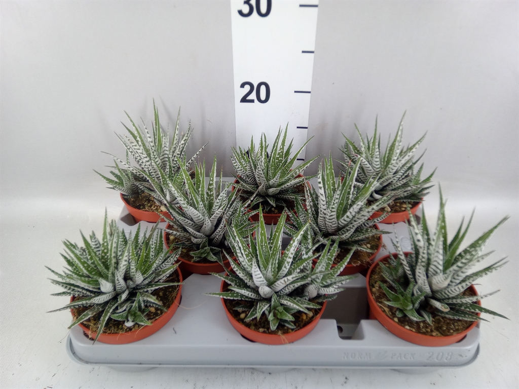 Haworthia Alba 10Ø 16cm