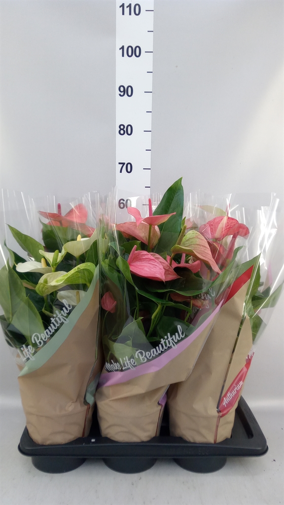 Anthurium Mix 4 Colours 17Ø 55cm