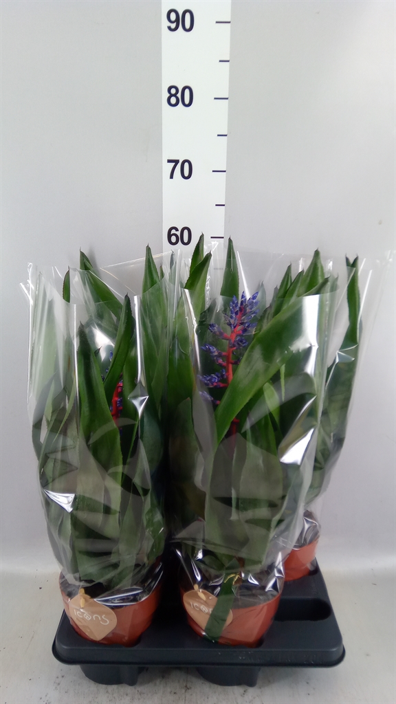 Aech Overig 15Ø 55cm