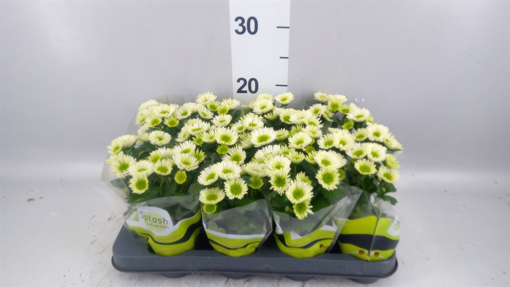 Chrysanth Splash Meadow 7Ø 14cm