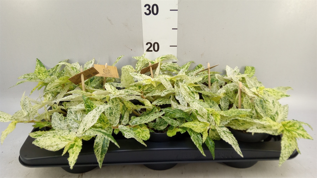 Pellonia R Variegata 12Ø 20cm