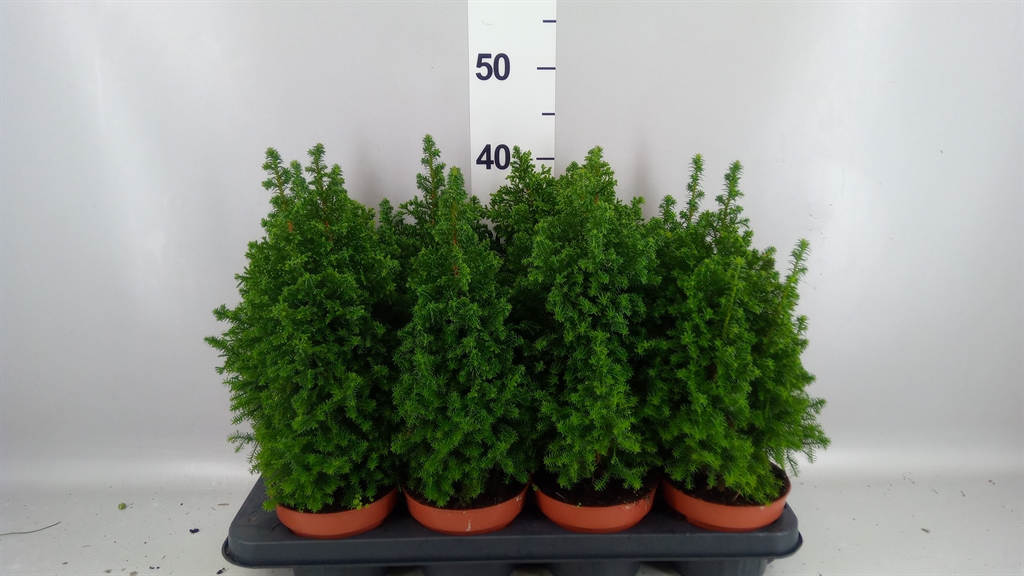 Chamaecyparis Top Point 13Ø 45cm