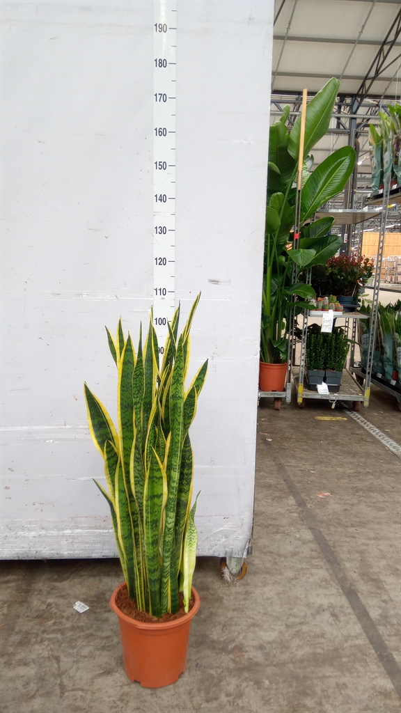 Sansevieria Laurentii 27Ø 100cm