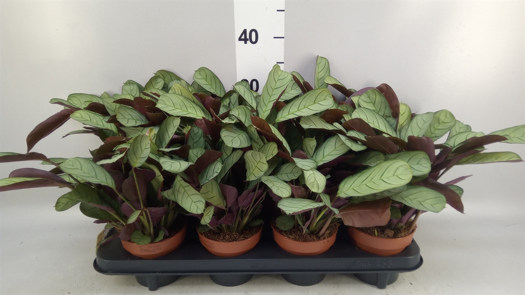 Ctenanthe Amagris 12Ø 30cm