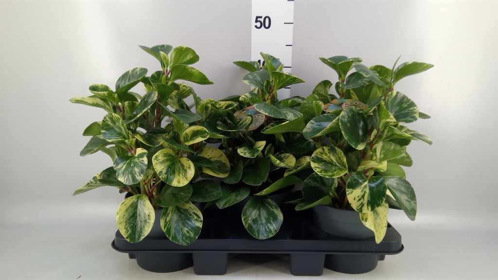 Peperomia Obtusifolia Variegata 17Ø 32cm