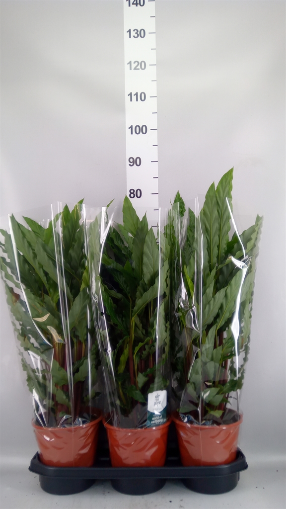 Calathea Miroscha 19Ø 85cm