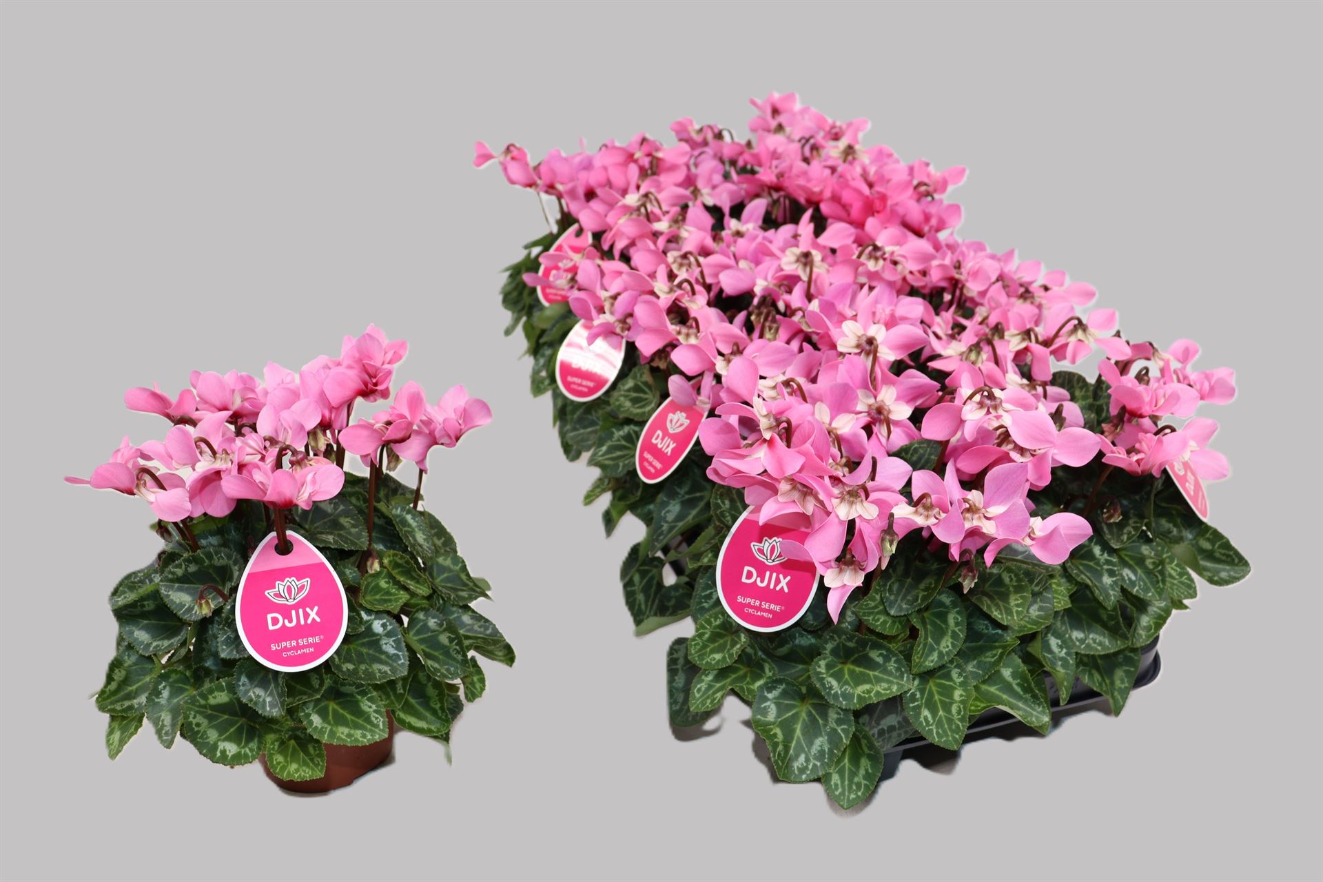 Cyclamen Super Serie Djix 10Ø 23cm