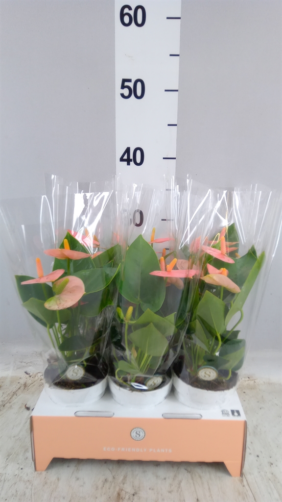 Anthurium Spirit 9Ø 30cm