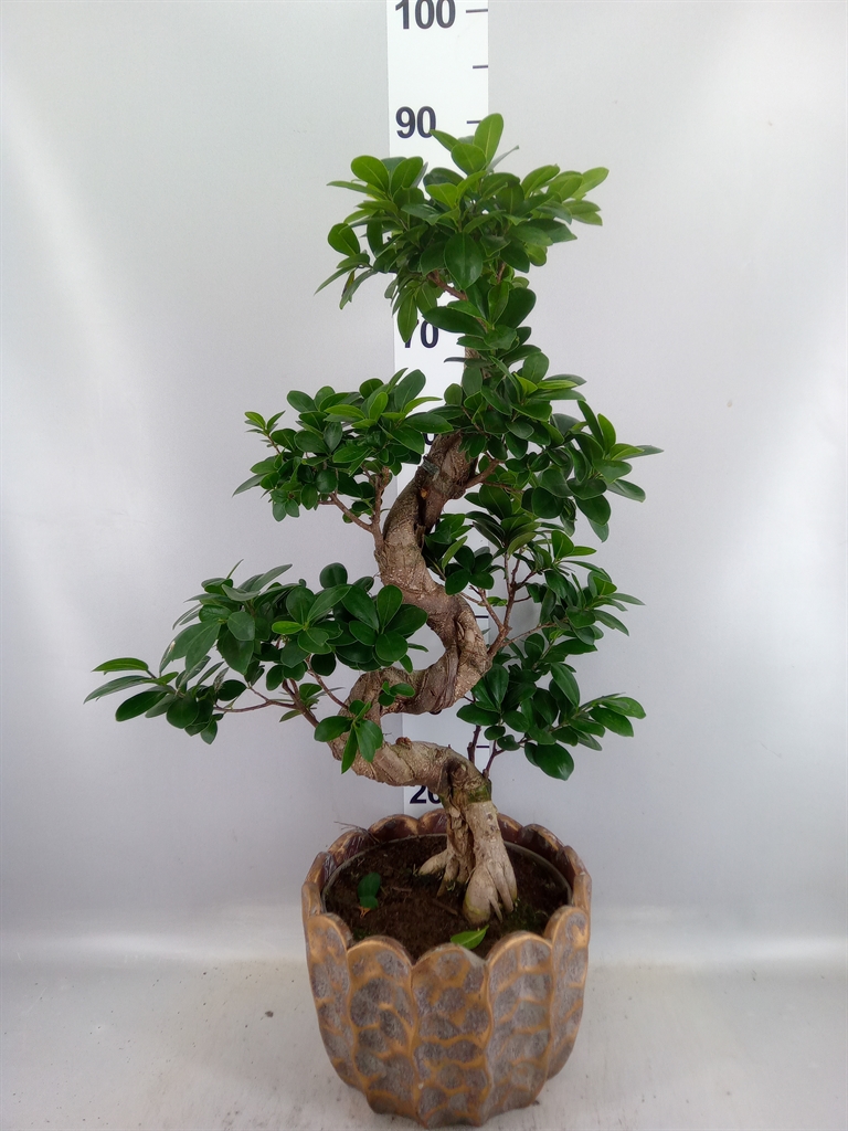 Ficus Microcarpa Ginseng 28Ø 80cm