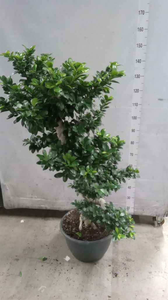 Ficus Microcarpa Ginseng 40Ø 140cm