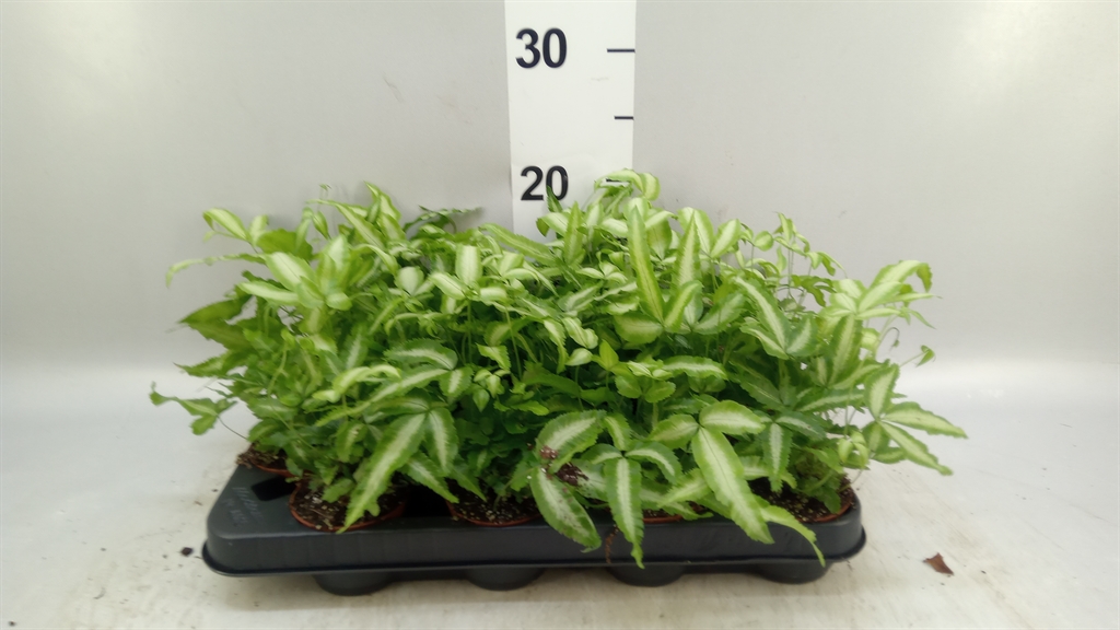 Pteris Albolineata 7Ø 20cm