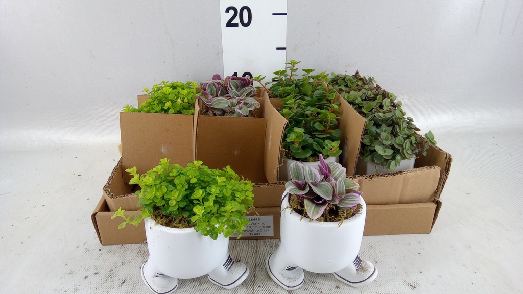 Arrangement Indoor Green 10Ø