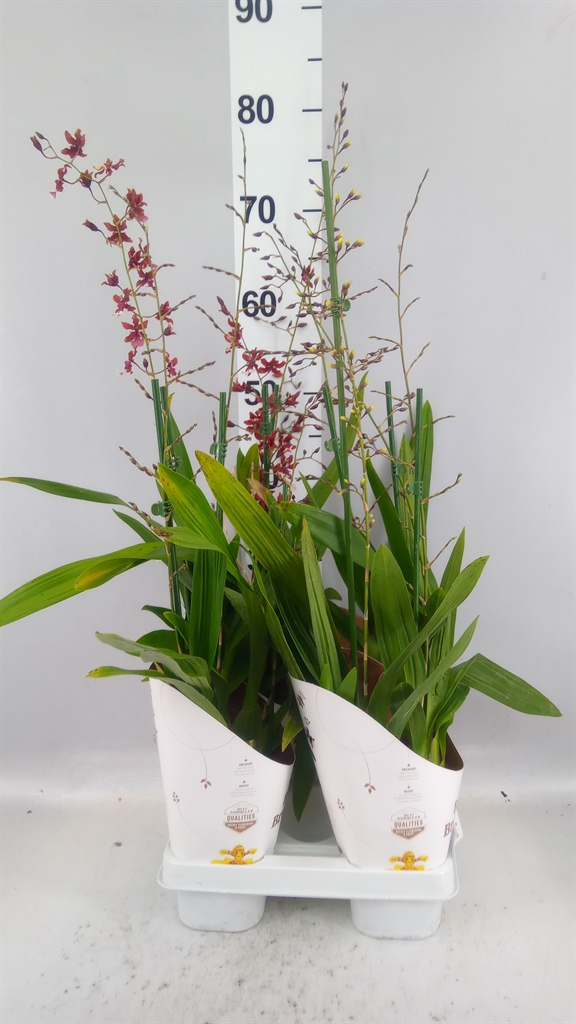 Oncidium 12Ø 80cm 2st