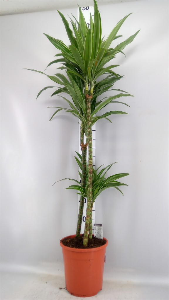 Dracaena Warneckei 24Ø 145cm