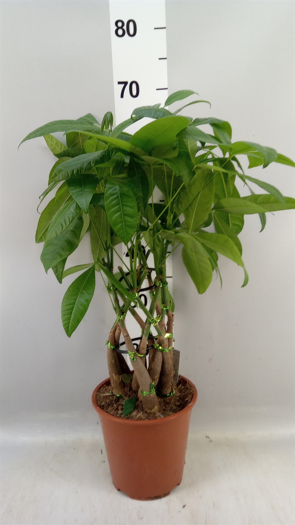 Pachira Aquatica 19Ø 65cm