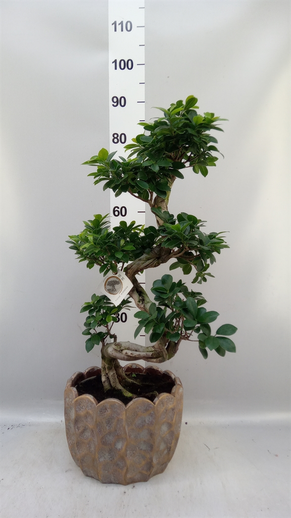 Fic Mi Ginseng 28Ø 80cm