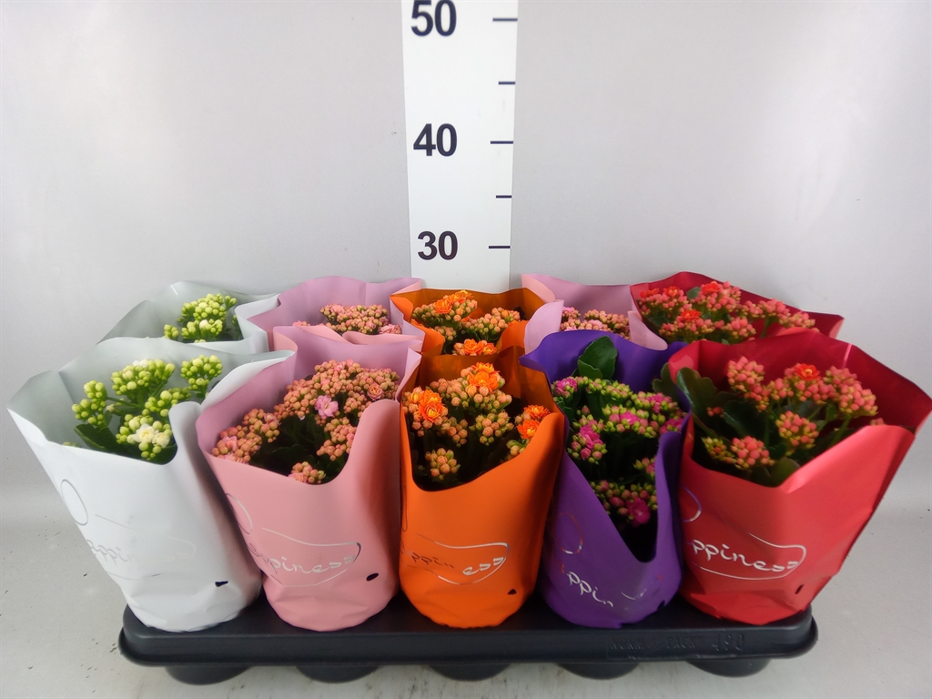 Kalanchoe Double Perfecta Mix 12Ø 25cm