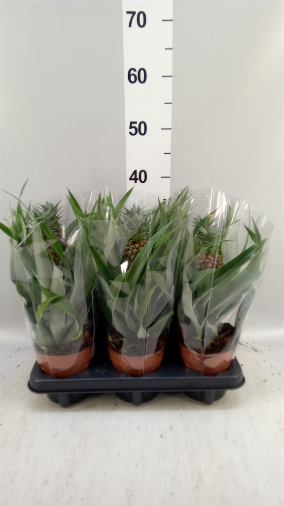 Ananas Rosita 12Ø 35cm