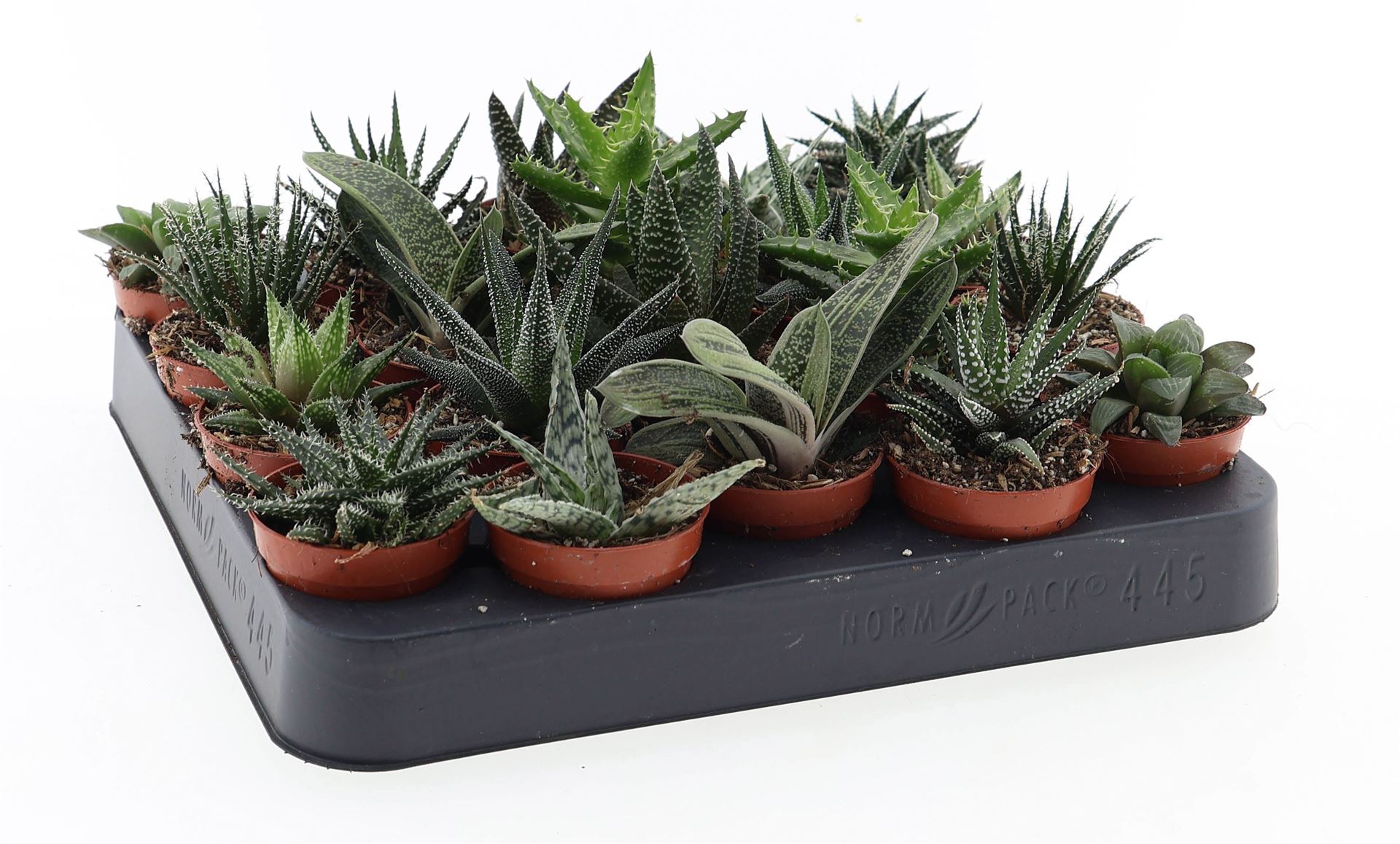 Aloe Mix 5Ø 10cm
