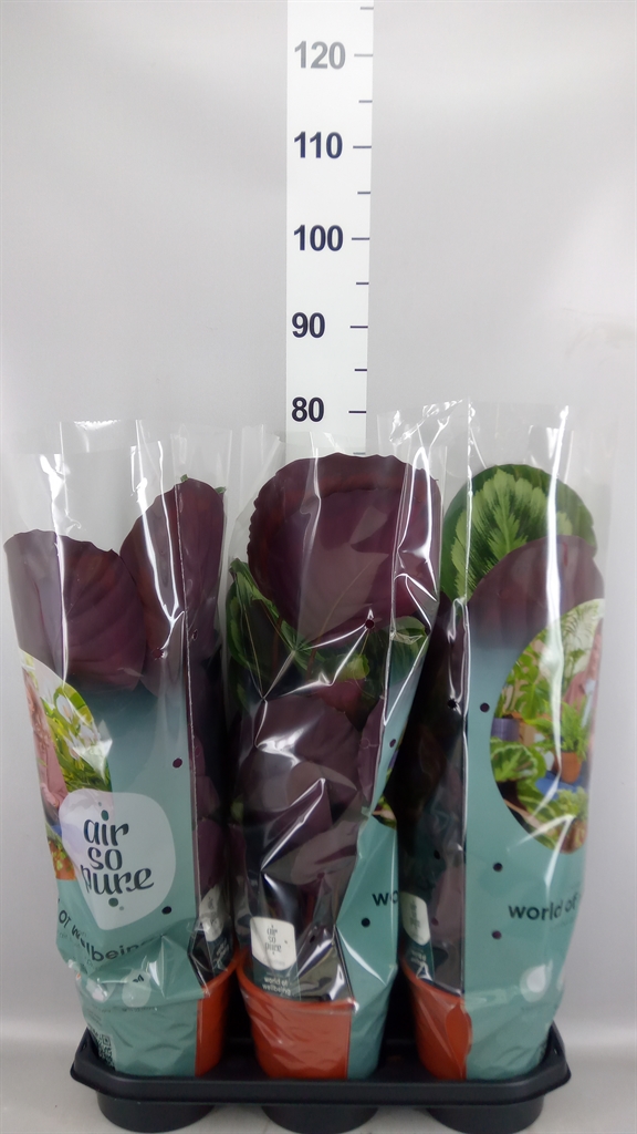 Calathea Mysty 19Ø 70cm