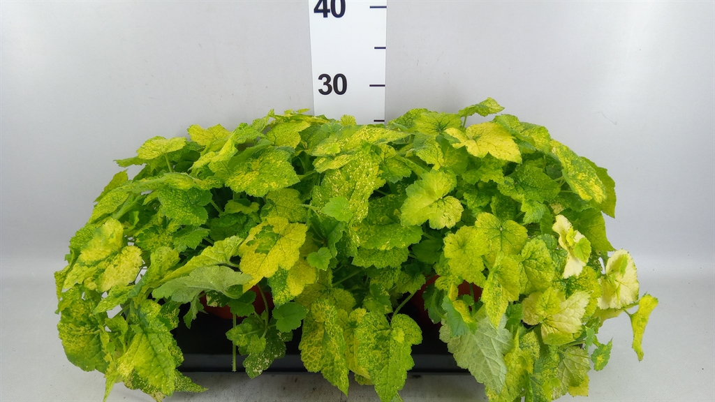 Tolmiea M Bont 15Ø 35cm