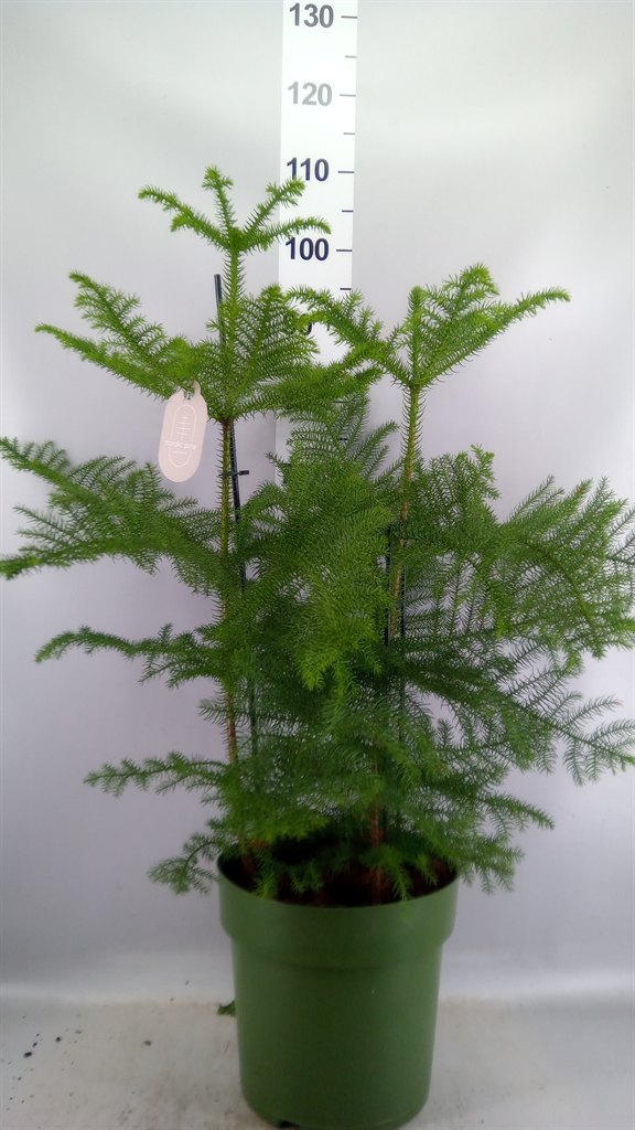 Arau Heterophyl 27Ø 100cm
