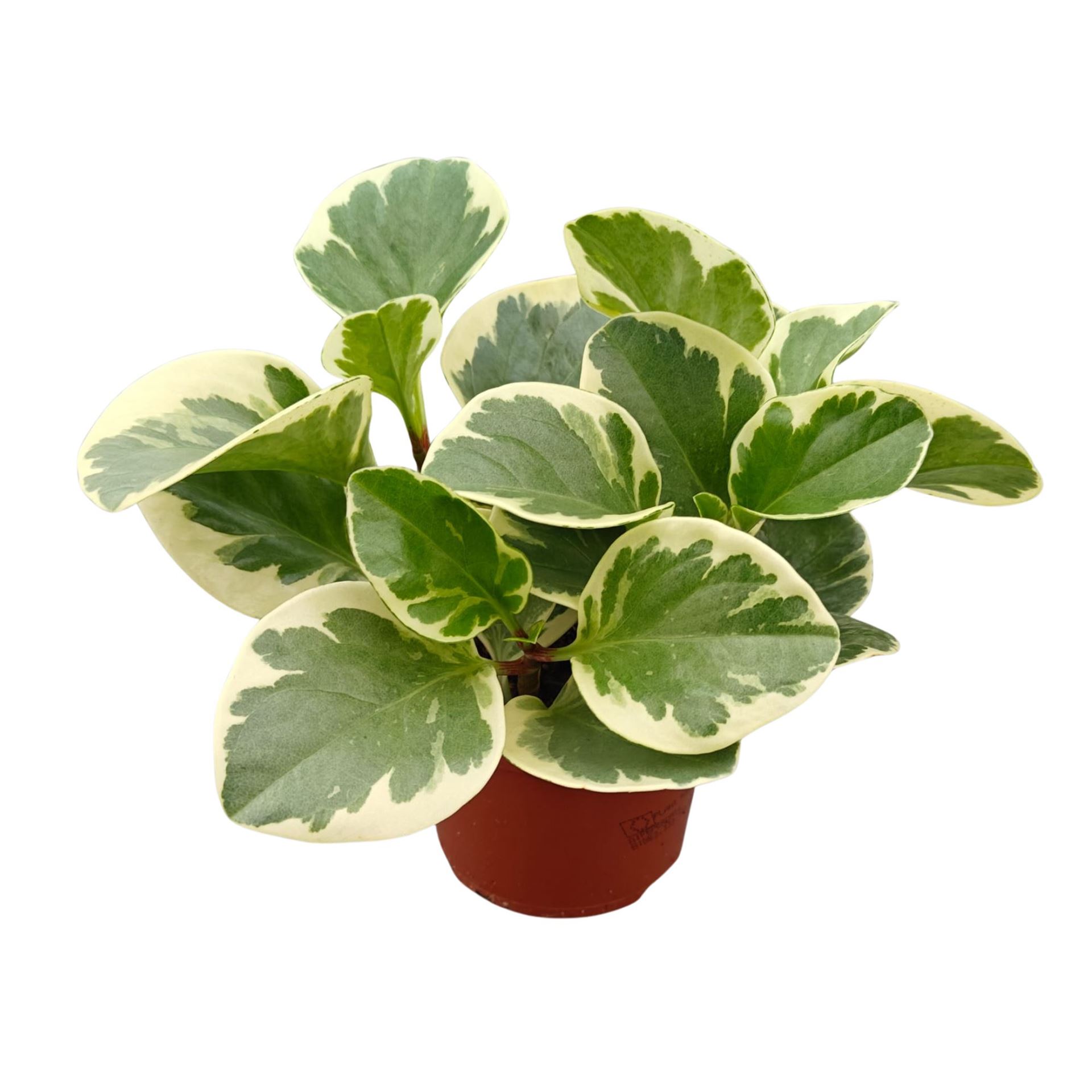 Peperomia Obtusifolia Variegata 12Ø 20cm
