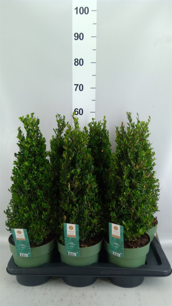 Ilex Jenny 17Ø 55cm