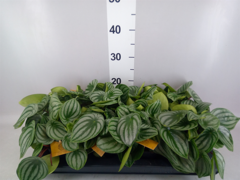 Peperomia Argyreia 12Ø 20cm