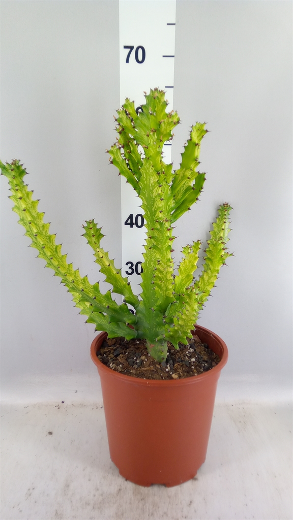 Euphor Succulenten 24Ø 60cm