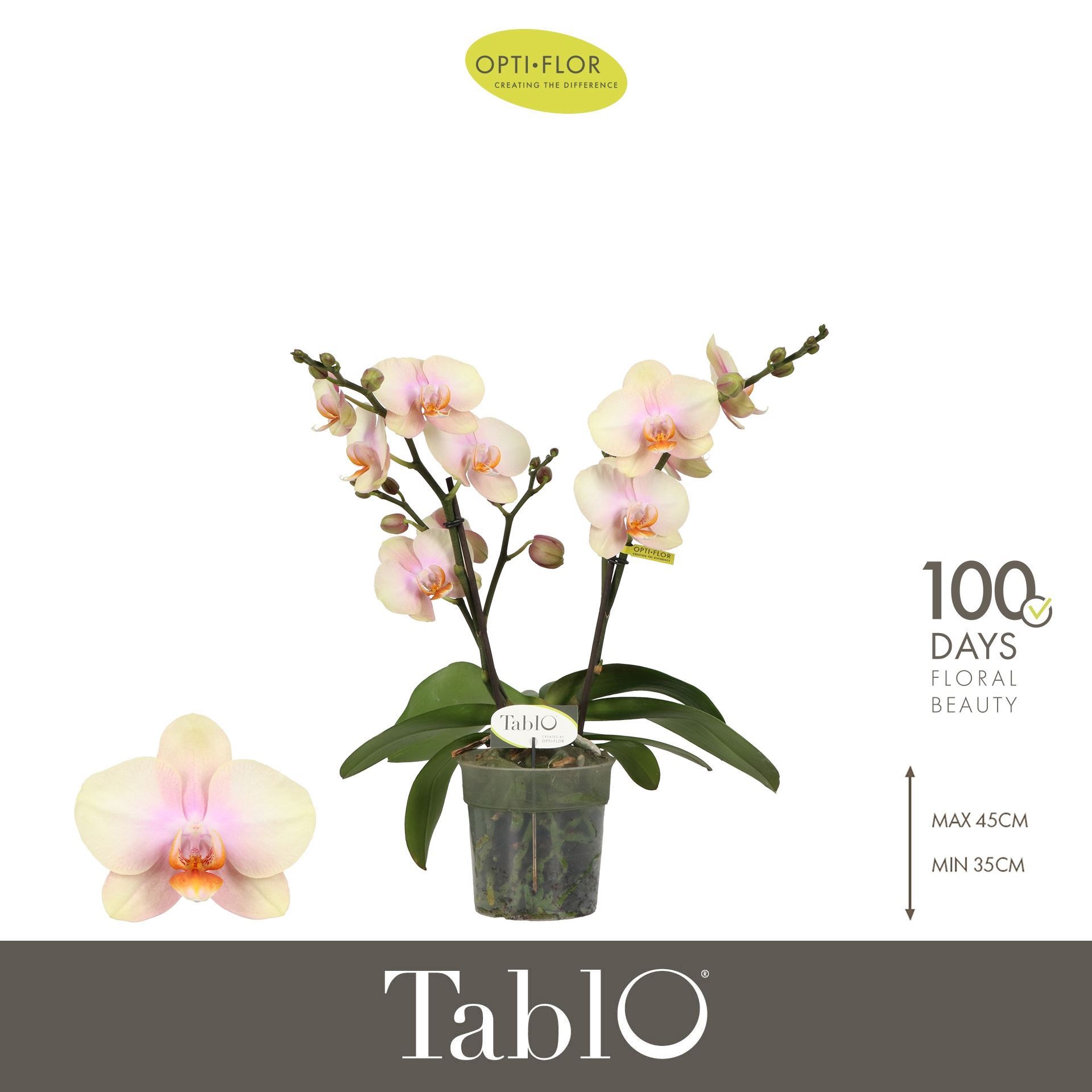 Phalaenopsis Yellow 12Ø 40cm 2st